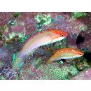 Cirrhilabrus lanceolatus Randall et Masuda, 1991