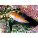 Cirrhilabrus isosceles Tea, Senou et Greene, 2016