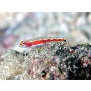 Eviota cometa Jewett et Lachner, 1983