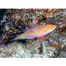 Cirrhilabrus isosceles Tea, Senou et Greene, 2016