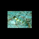 Amblyeleotris morishitai Senou et Aonuma, 2007