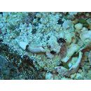 Paradiplogrammus corallinus (Gilbert, 1905)