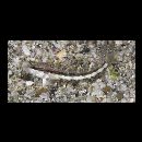 Parapercis ommatura Jordan et Snyder, 1902