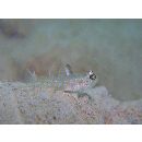 Gobiidae, indeterminate genus et species