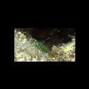 Eviota prasina (Klunzinger, 1871)