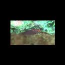 Trimma striatum (Herre, 1945)