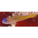 Trimma caudipunctatum Suzuki et Senou, 2009