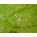 Acreichthys radiatus (Popta, 1901)