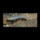 Sicyopterus japonicus (Tanaka, 1909)