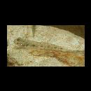 Oxyurichthys lonchotus (Jenkins, 1903)