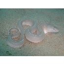 Gymnothorax phasmatodes (Smith, 1962)