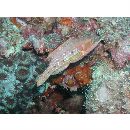 Oxycheilinus bimaculatus (Valenciennes, 1840)