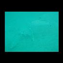 Upeneus vittatus (Forsskal, 1775)