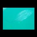 Caranx papuensis Alleyn et Macleay, 1877