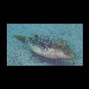 Canthigaster compressa (Proce, 1822)