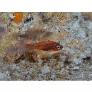 Apogon kominatoensis Ebina, 1935