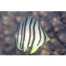 Chaetodon octofasciatus Bloch, 1787