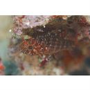 Fowleria vaiulae (Jordan et Seale, 1906)