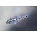 Ostorhinchus doederleini (Jordan et Snyder, 1901)