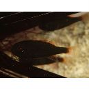 Siphamia majimai Matsubara et Iwai, 1958