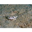 Oxyurichthys papuensis (Valenciennes, 1837)