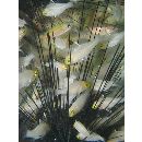 Ostorhinchus ishigakiensis (Ida et Moyer, 1974)