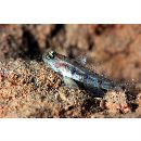 Gobiidae, indeterminate genus et species