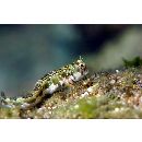 Rhabdoblennius nitidus (Gunther, 1861)