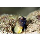 Rhabdoblennius nitidus (Gunther, 1861)