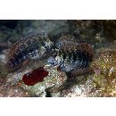 Salarias fasciatus (Bloch, 1786)