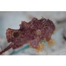 Antennatus rosaceus (Smith et Radcliffe, 1912)