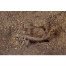 Gobiidae, indeterminate genus et species