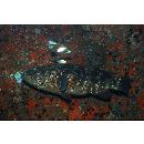 Epinephelus malabaricus (Schneider, 1801)