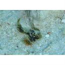 Inimicus didactylus (Pallas, 1769)