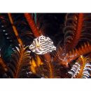 Brachaluteres taylori Woods, 1966