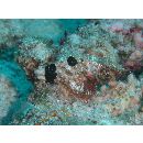 Scorpaenopsis vittapinna Randall et Eschmeyer, 2002