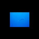 Scomberoides lysan (Forsskal, 1775)