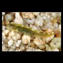 Kelloggella cardinalis Jordan et Seale, 1906