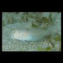 Iniistius baldwini (Jordan et Evermann, 1903)