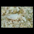 Platycephalidae, indet. gen. & sp