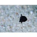 Apogonichthyoides melas (Bleeker, 1848)