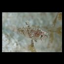 Foa brachygramma (Jenkins, 1903)