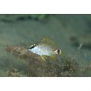 Lutjanus malabaricus Schneider, 1801