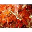 Kyonemichthys rumengani Gomon, 2007