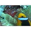 Amphiprion chrysopterus Cuvier, 1830