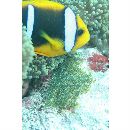 Amphiprion chrysopterus Cuvier, 1830