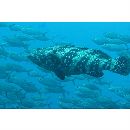 Epinephelus malabaricus (Schneider, 1801)