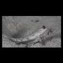 Vanderhorstia phaeostictus (Randall, Shao et Chen, 2007)