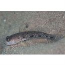 Acentrogobius sp. 1 cf. Acentrogobius cenderawasih Allen et Erdmann, 2012