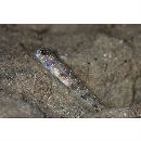 Vanderhorstia sp. 13